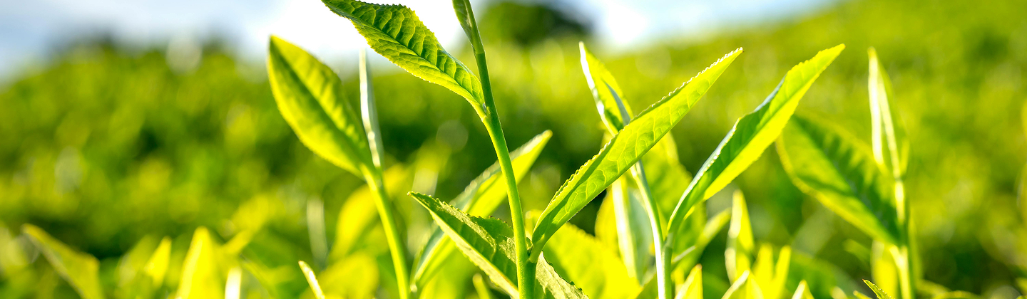 Environmental Overview